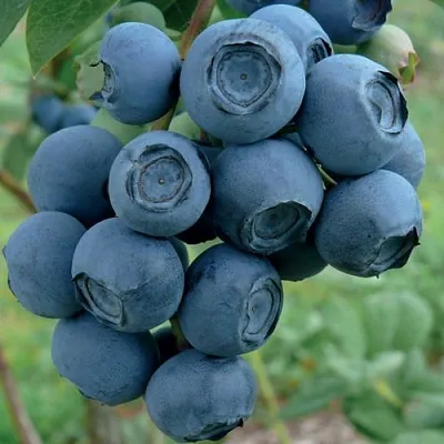 Голубика РУБЕЛ  Голубика РУБЕЛ в Ставрополе