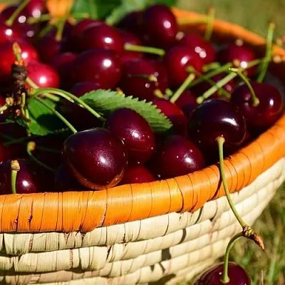 Вишня НЕСВИЖСКАЯ в Ставрополе