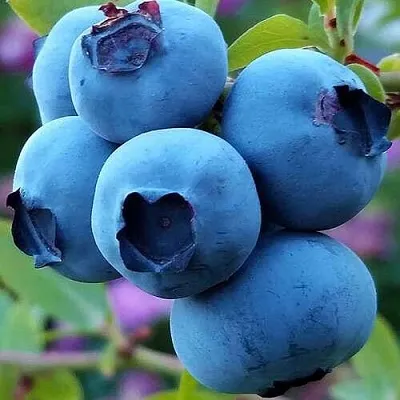 Голубика в Ставрополе