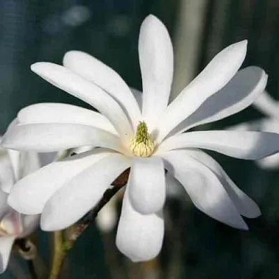 Магнолия РОЯЛ СТАР  Магнолия РОЯЛ СТАР в Ставрополе