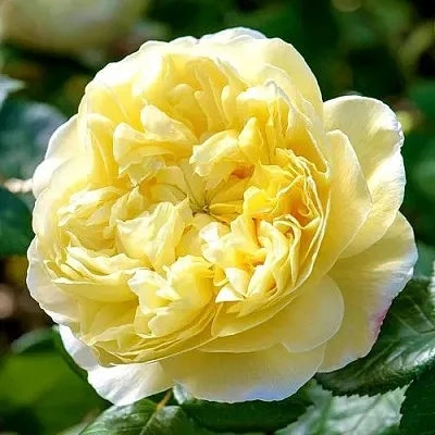 Саженцы роз ЧАРЛЬЗ ДАРВИН английская  Саженцы роз ЧАРЛЬЗ ДАРВИН английская в Ставрополе