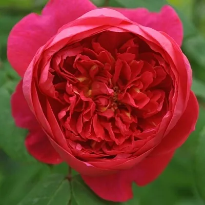 Саженцы роз БЕНДЖАМИН БРИТТЕН шраб  Саженцы роз БЕНДЖАМИН БРИТТЕН шраб в Ставрополе