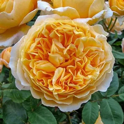 Саженцы роз БЕАТРИС английская  Саженцы роз БЕАТРИС английская в Ставрополе