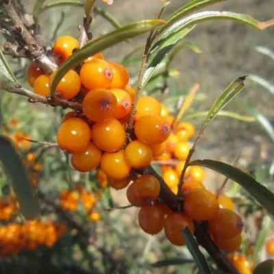 Облепиха СУДАРУШКА  Облепиха СУДАРУШКА в Ставрополе