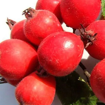 Боярышник в Ставрополе