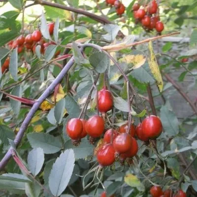 Саженцы роз сизая — описание сорта Саженцы роз сизая в Ставрополе