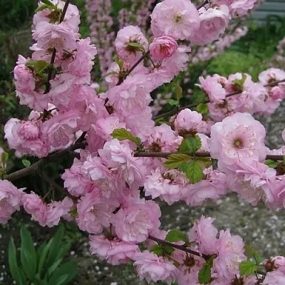 Миндаль ТРЁХЛОПАСТНЫЙ (луизеания)  Миндаль ТРЁХЛОПАСТНЫЙ (луизеания) в Ставрополе