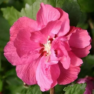 Гибискус ДЮК ДЕ БРАБАНТ сирийский   Гибискус ДЮК ДЕ БРАБАНТ сирийский  в Ставрополе