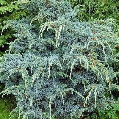 Можжевельник БЛЮ АЛЬПС китайский  Можжевельник БЛЮ АЛЬПС китайский в Ставрополе