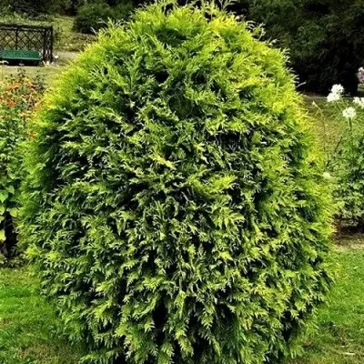 Туя ТИП ТОП западная — описание сорта Туя ТИП ТОП западная в Ставрополе