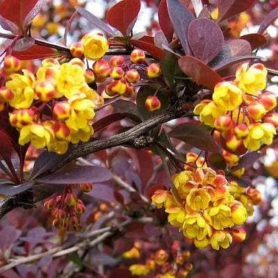 Барбарис СУПЕРБА оттавский   Барбарис СУПЕРБА оттавский  в Ставрополе