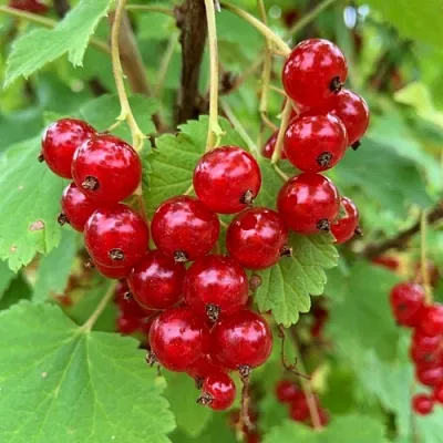 Смородина красная МААРСЕС ПРОМИНЕНТ  Смородина красная МААРСЕС ПРОМИНЕНТ в Ставрополе