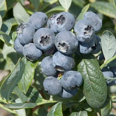 Голубика БРИГИТТА  Голубика БРИГИТТА в Ставрополе