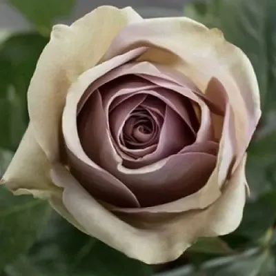 Саженцы роз АМНЕЗИЯ чайно-гибридная  Саженцы роз АМНЕЗИЯ чайно-гибридная в Ставрополе