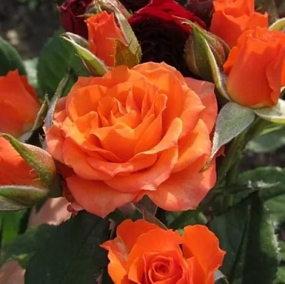 Саженцы роз АЛЕГРИЯ спрей  Саженцы роз АЛЕГРИЯ спрей в Ставрополе