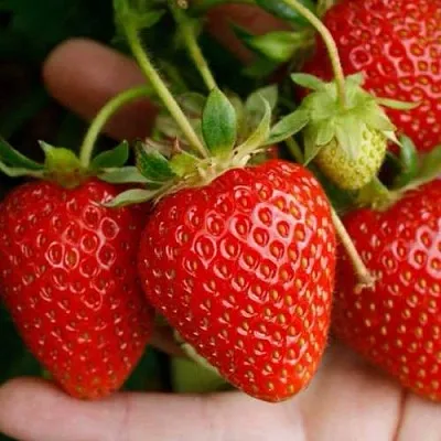 Клубника ПОРТОЛА ремонтантная  Клубника ПОРТОЛА ремонтантная в Ставрополе