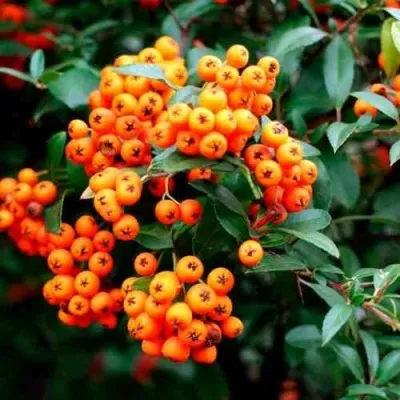 Пираканта ОРАНЖ ГЛОУ — описание сорта Пираканта ОРАНЖ ГЛОУ в Ставрополе