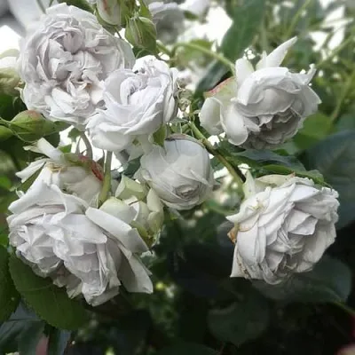 Саженцы роз ГРИЗЕЛИС шраб  Саженцы роз ГРИЗЕЛИС шраб в Ставрополе