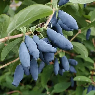 Жимолость съедобная ТОМИ японская  Жимолость съедобная ТОМИ японская в Ставрополе
