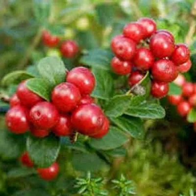 Брусника садовая РУНО БЕЛЯВСКИ  Брусника садовая РУНО БЕЛЯВСКИ в Ставрополе