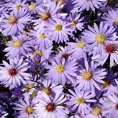 Астра БЛЮ ХЕВЕН сердцелистная в Ставрополе