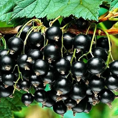 Смородина черная АТЛАНТ  Смородина черная АТЛАНТ в Ставрополе