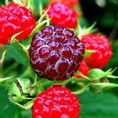 Княженика в Ставрополе