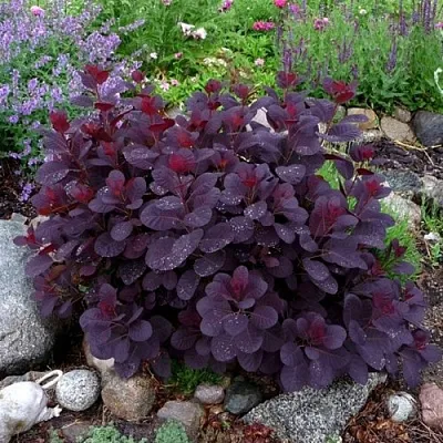 Скумпия РОЯЛ ПЕРПЛ кожевенная  Скумпия РОЯЛ ПЕРПЛ кожевенная в Ставрополе