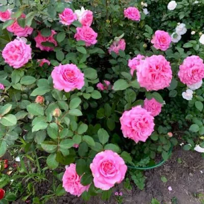 Саженцы роз ЭШЛИ чайно-гибридная — описание сорта Саженцы роз ЭШЛИ чайно-гибридная в Ставрополе