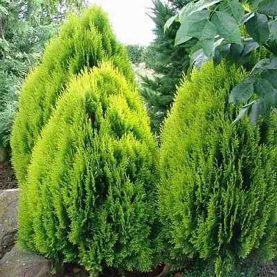 Туя восточная  Туя восточная в Ставрополе