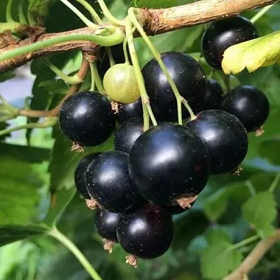 Смородина чёрная ДАБРАДЗЕЯ  Смородина чёрная ДАБРАДЗЕЯ в Ставрополе