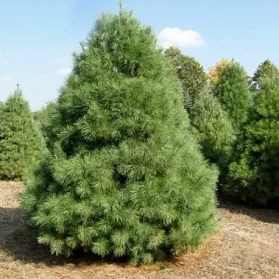 Сосна ВЕЙМУТОВА  Сосна ВЕЙМУТОВА в Ставрополе