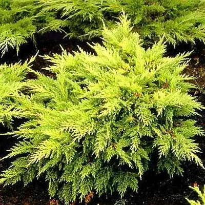 Можжевельник МОРДИГАН ГОЛД средний  Можжевельник МОРДИГАН ГОЛД средний в Ставрополе