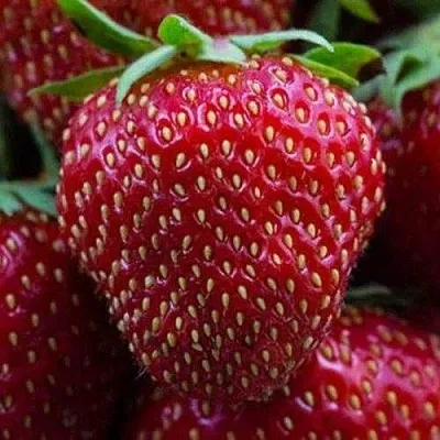 Клубника НАНДИ  Клубника НАНДИ в Ставрополе