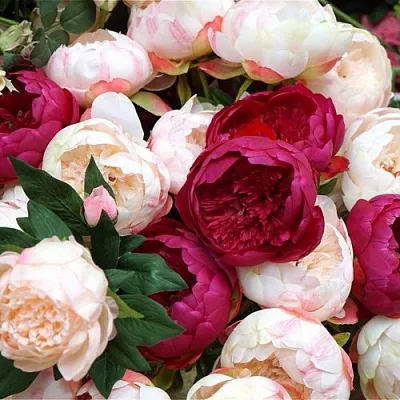 Пионы в Ставрополе