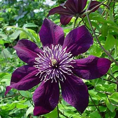 Клематис ПАНТЕР в Ставрополе