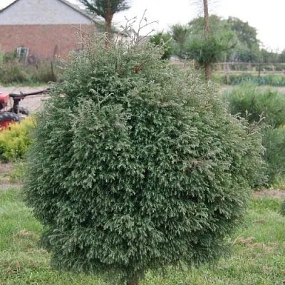 Туя вересковидная  Туя вересковидная в Ставрополе