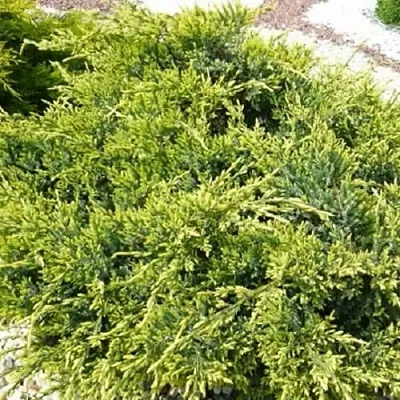 Можжевельник ГОЛД СТАР средний  Можжевельник ГОЛД СТАР средний в Ставрополе