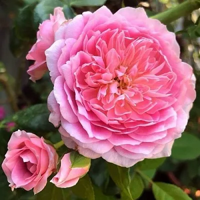 Саженцы роз ФРАНЦУЗСКОЕ ПЛАТЬЕ японская  Саженцы роз ФРАНЦУЗСКОЕ ПЛАТЬЕ японская в Ставрополе