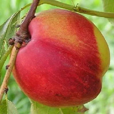 Нектарин СТАРК РЕД ГОЛД  Нектарин СТАРК РЕД ГОЛД в Ставрополе