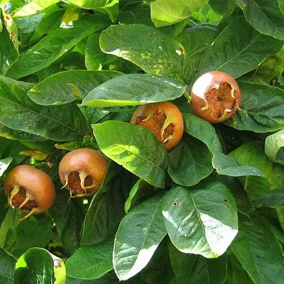 Экзотические растения в Ставрополе