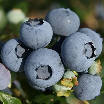 Высокорослые сорта   Высокорослые сорта  в Ставрополе