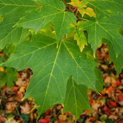 Клен сахарный  Клен сахарный в Ставрополе