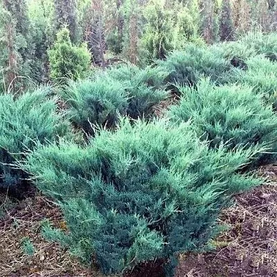 Можжевельник БЛЮ ДАНУБ казацкий  Можжевельник БЛЮ ДАНУБ казацкий в Ставрополе