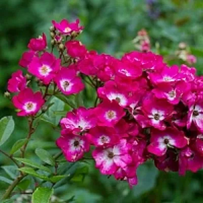 Саженцы роз МАРДЖОРИ ФЕЙР полиантовая  Саженцы роз МАРДЖОРИ ФЕЙР полиантовая в Ставрополе