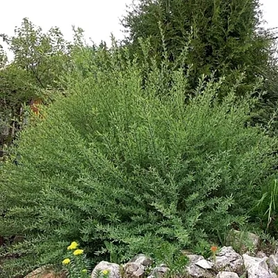 Ива НАНА  пурпурная   Ива НАНА  пурпурная  в Ставрополе