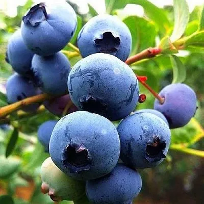 Низкорослые сорта   Низкорослые сорта  в Ставрополе