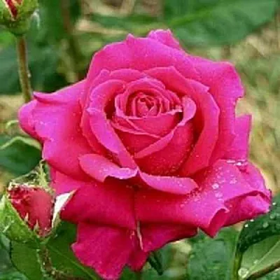 Саженцы роз ШАКИРА чайно-гибридная  Саженцы роз ШАКИРА чайно-гибридная в Ставрополе