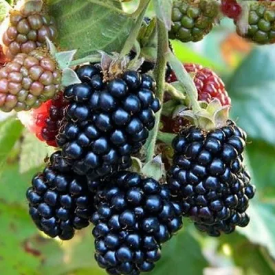 Ежевика ОУАЧИТА бесшипная — описание сорта Ежевика ОУАЧИТА бесшипная в Ставрополе