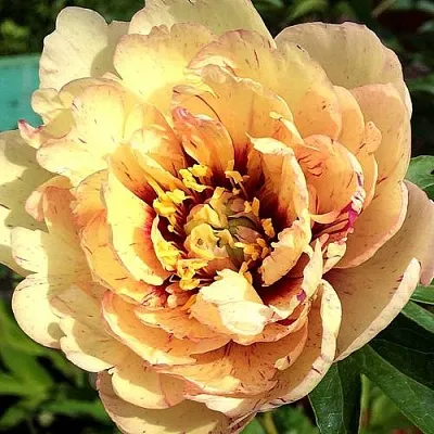 Пионы ИТО-гибриды в Ставрополе